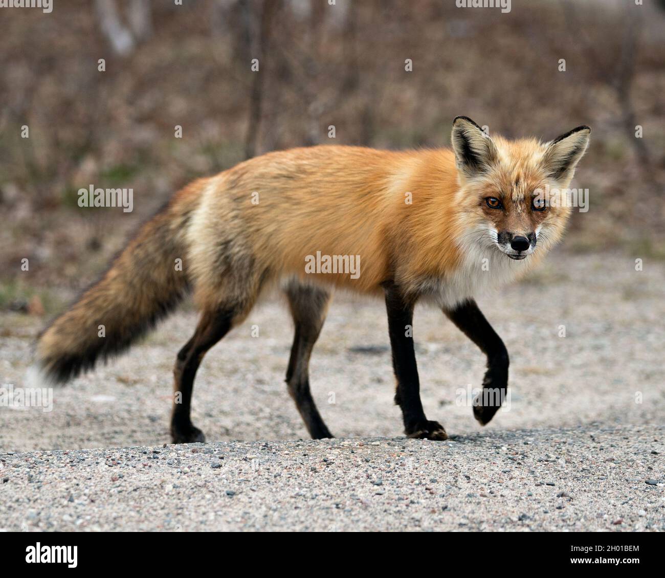 Rotfuchs Nahaufnahme Profil Seitenansicht in der Frühjahrssaison mit unscharfen Hintergrund in seiner Umgebung und Lebensraum. Bild. Hochformat. Foto. Fox-Bild. Stockfoto