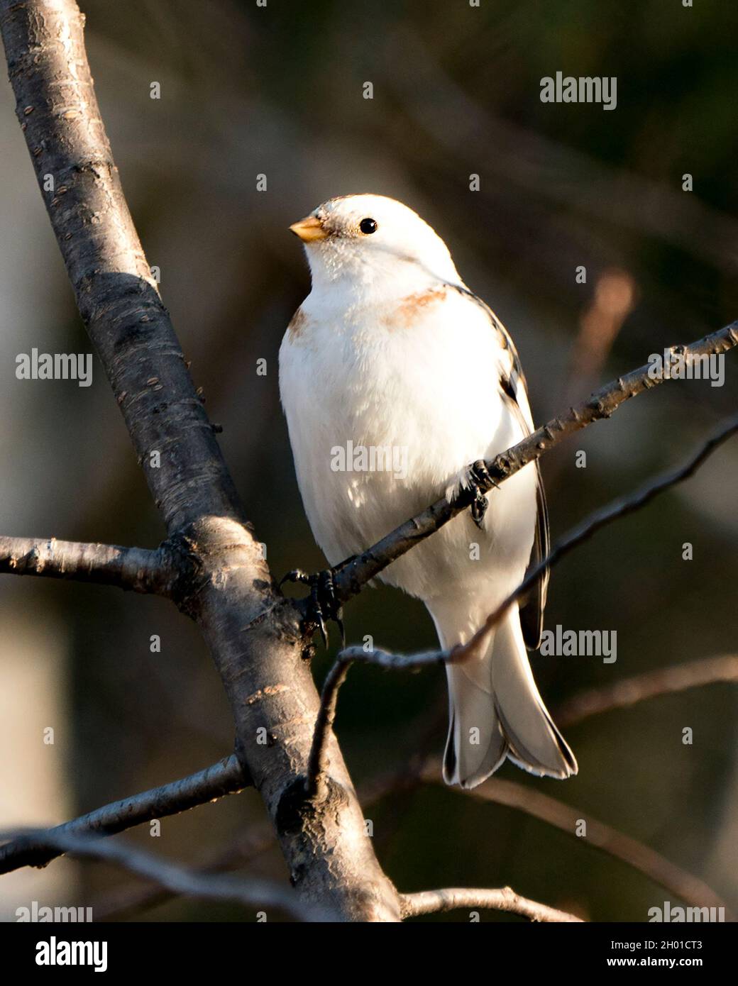 Schnee-Ammer Vogel aus der Nähe, auf einem Baum Zweig mit einem verschwommenen Hintergrund thront und genießen seine Umwelt und Lebensraum. Bild „Bunting“. Bild. Hochformat Stockfoto