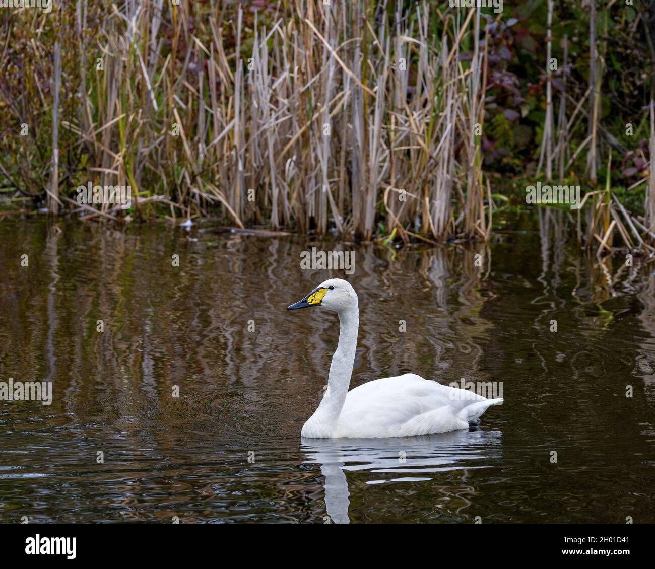 Tundra Swan schwimmt mit unscharfem Hintergrund und zeigt weißes Engelsgefieder in seiner Umgebung und Umgebung. Stockfoto