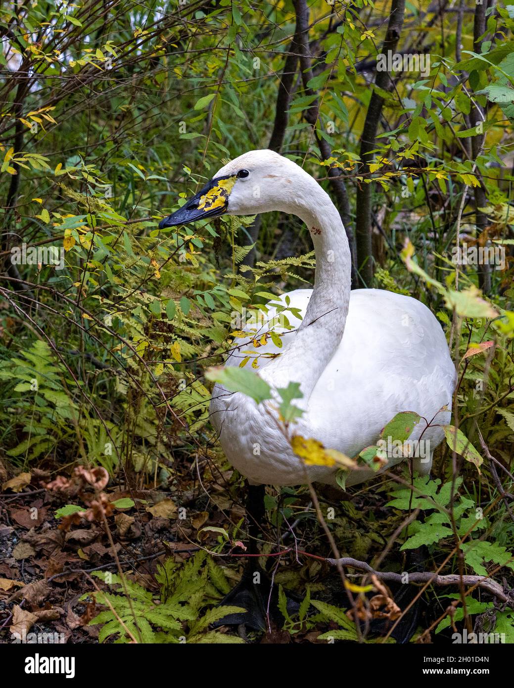 Nahaufnahme des Tundra Swan-Profils im Busch mit unscharfem Hintergrund, auf dem weißes Engelsgefieder in seiner Umgebung und Umgebung zu sehen ist. Stockfoto