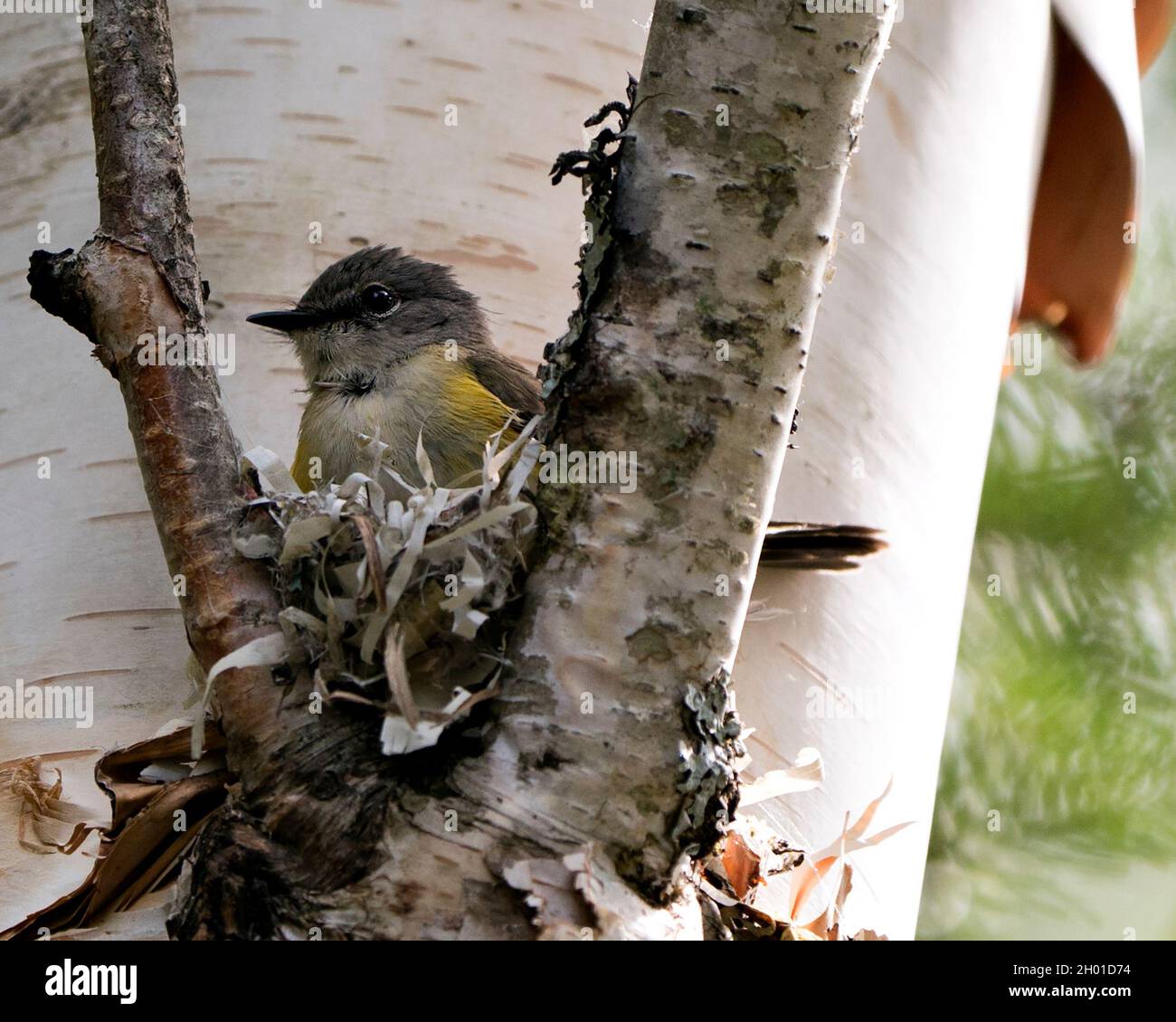 Waldsänger, der in seiner Umgebung und seinem Lebensraum ein Nest auf einer Birke baut. American Red Start Warbler Foto. Bild. Bild. Hochformat. Stockfoto