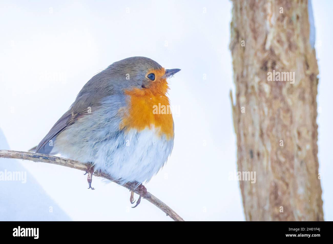 Europäischer Rotkehlchen Erithacus rubecula Futter im Schnee, schöne kalte Winter Einstellung Stockfoto