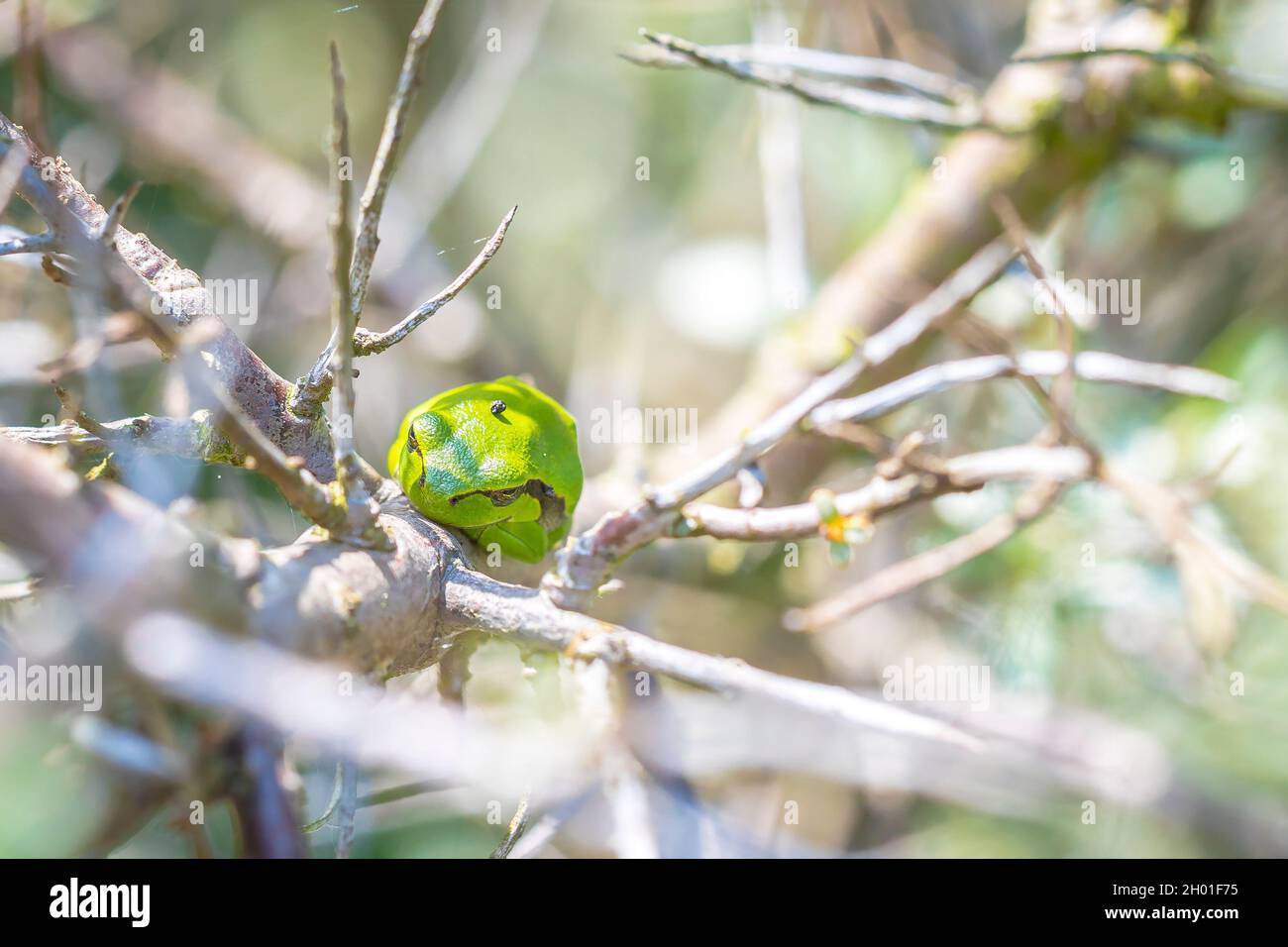 Nahaufnahme eines kleinen Laubfrosch Hyla arborea, Rana arborea, ruht in einer Black bush Aufheizen in der Sonne. Stockfoto
