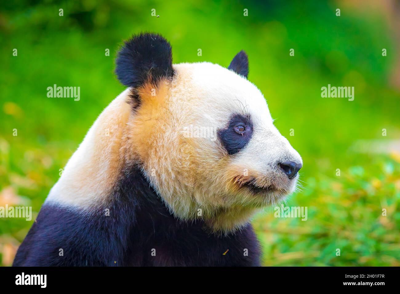 Der riesige Panda Ailuropoda melanoleuca, der sich in einem Dschungelwald von Bambus ernährt Stockfoto