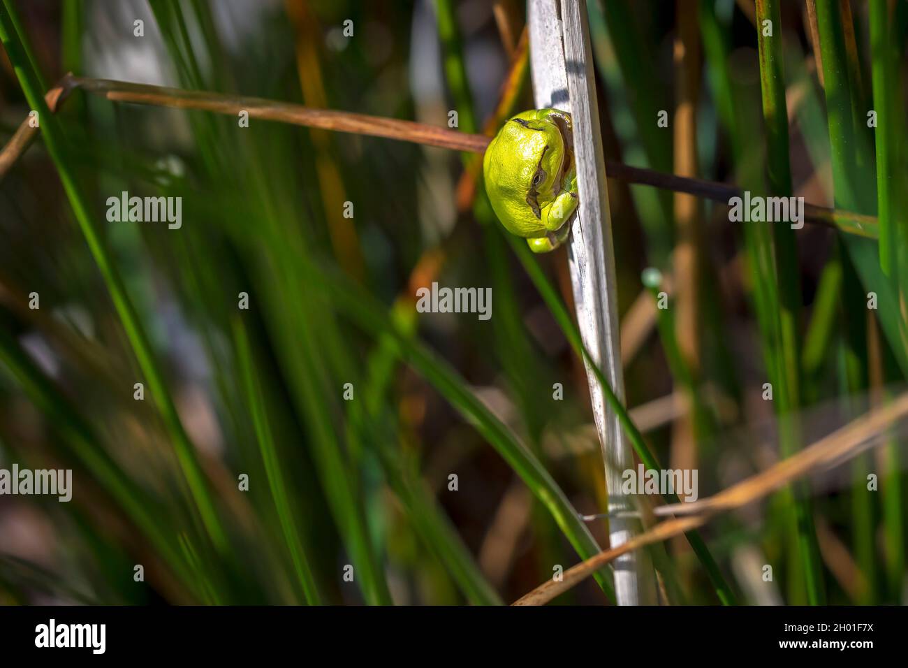 Nahaufnahme eines kleinen Laubfrosch Hyla arborea, Rana arborea, ruht in einer Black bush Aufheizen in der Sonne. Stockfoto