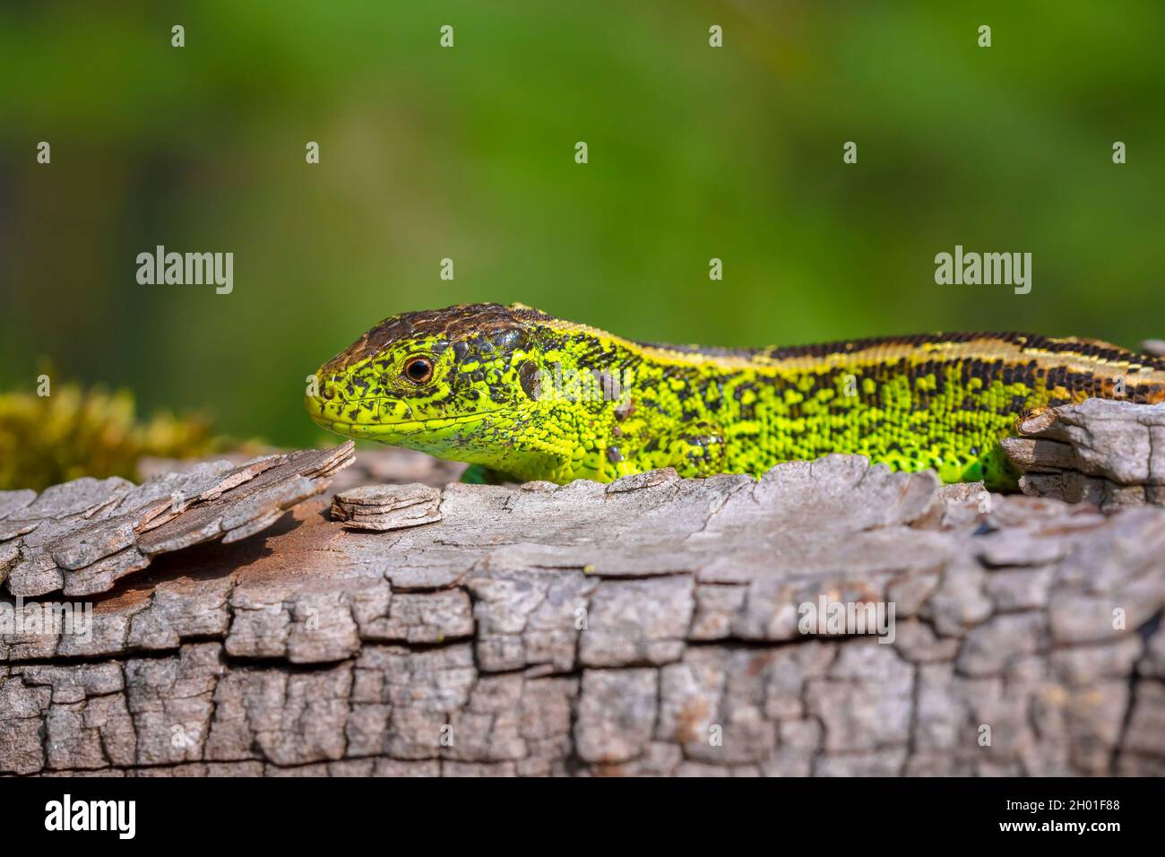 Sandeidechse, Lacerta agilis, grünes Männchen. In der Sonne erhitzen, auf Holz im Wald ruhen Stockfoto