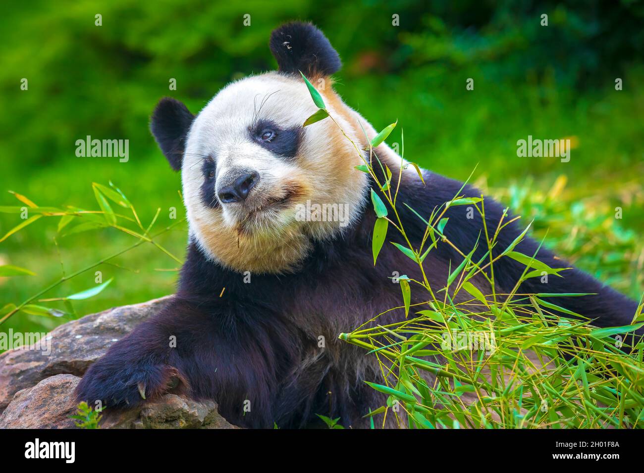 Der riesige Panda Ailuropoda melanoleuca, der sich in einem Dschungelwald von Bambus ernährt Stockfoto