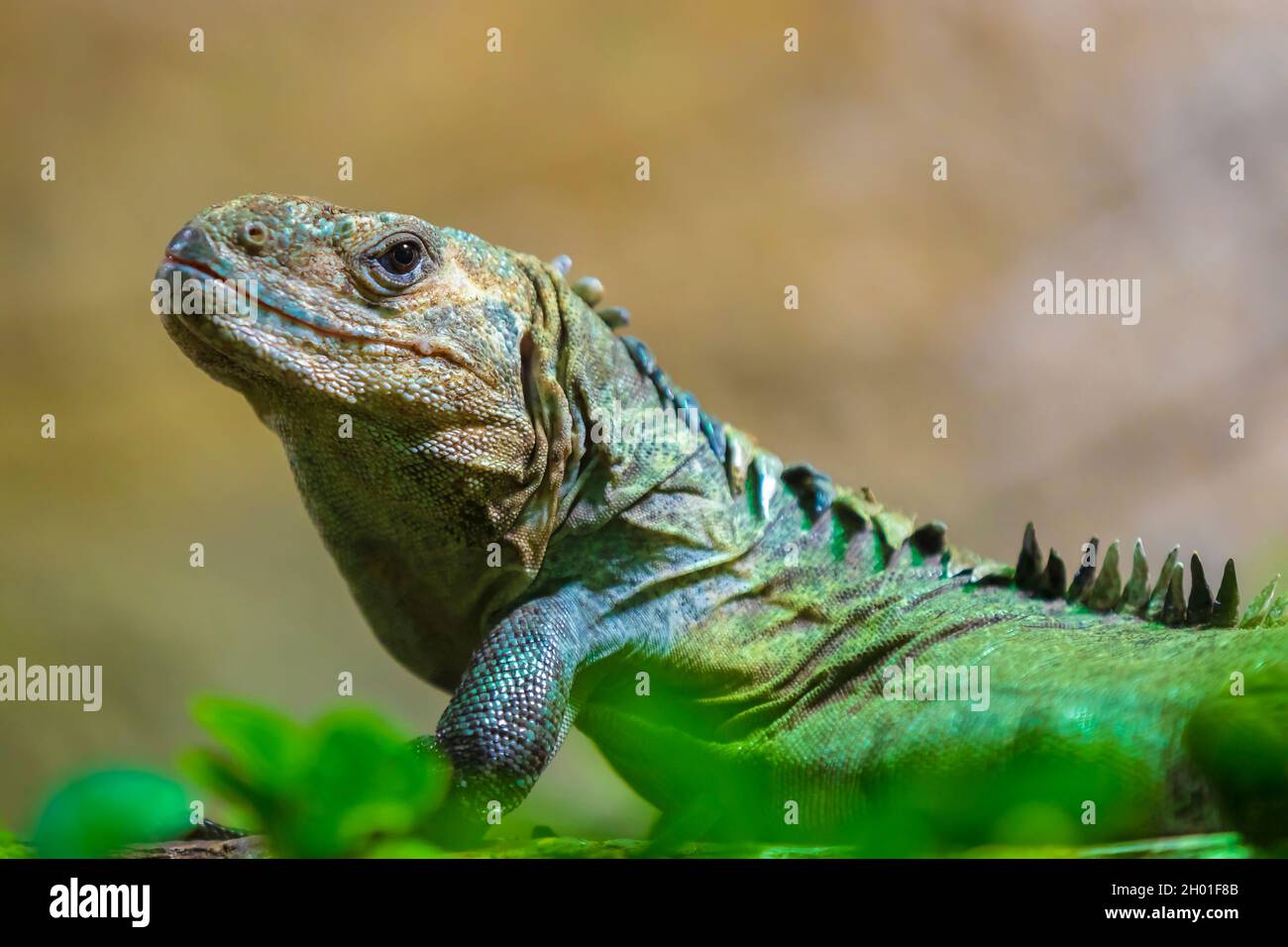 Ctenosaura bakeri oder Utila Stachelschwanziguan, Baker's Spinytail-Leguan, swamper oder Wishiwilly del Suampo, ein vom Aussterben bedrohter Spinytail-Leguan Stockfoto