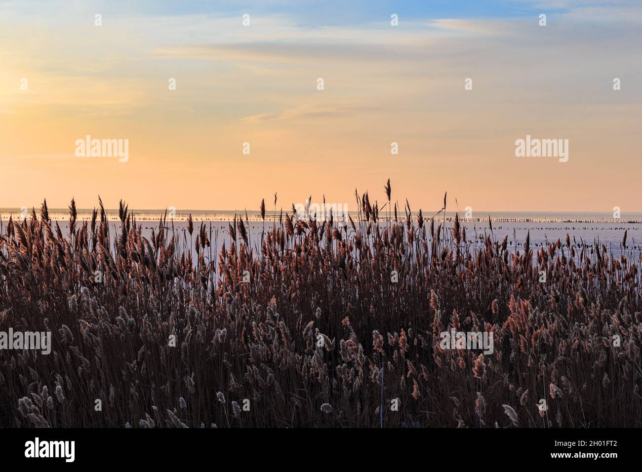 Dies sind frostige Schilfdickichte in der Nähe der Salzwiesen Spit Aracat Arrow bei Sonnenuntergang im Winter, Ukraine. Stockfoto