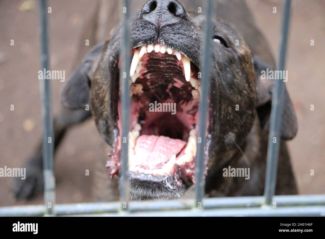 Ein aggressiver Pitbull-Hund hinter dem Zaun; tollwütige Hunde  Stockfotografie - Alamy