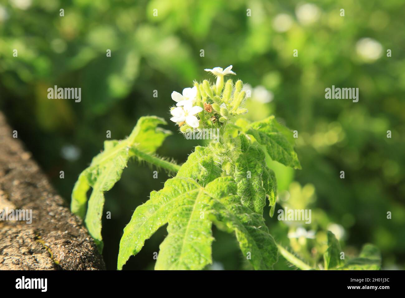 conde, bahia, brasilien - 8. oktober 2021: Die Cansancao-Milchpflanze Jatropha urens wird in einer ländlichen Gegend der Stadt Conde an der Nordküste von Ba gesehen Stockfoto