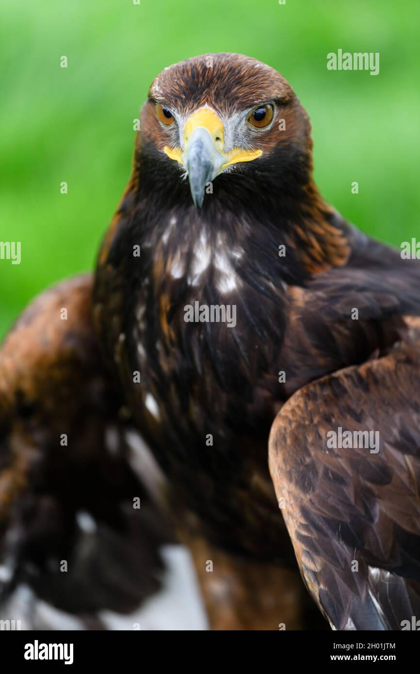 Abbildung: Saphire the Golden Eagle, das erste Goldene Adlerfest des Vereinigten Königreichs, das vom südlichen Schottland veranstaltet wird Stockfoto