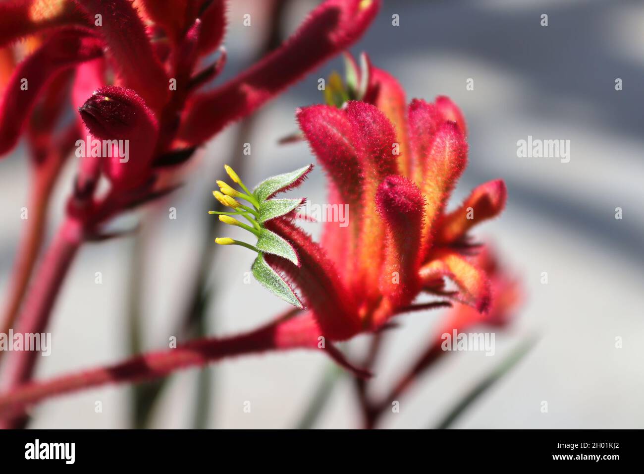 Makroansicht der zarten Blüten einer Känguru-Pfote-Pflanze Stockfoto