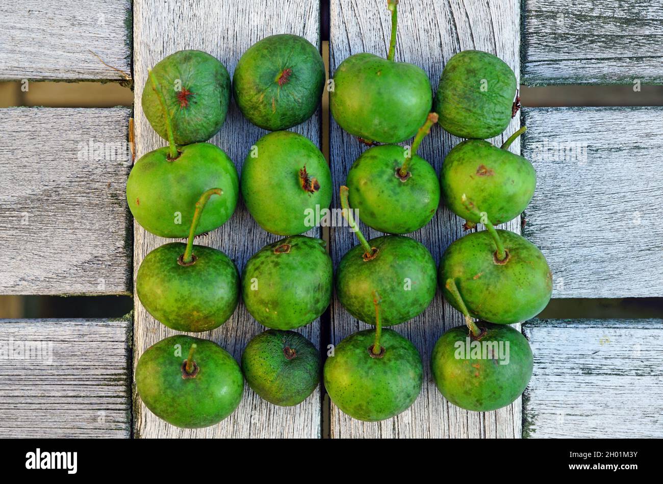Grüne Baby Kiwi Beeren actinidia arguta Stockfoto