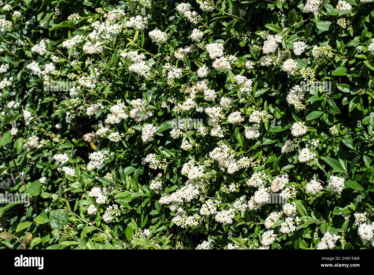 Eine private Hecke im Sonnenlicht mit vielen weißen Blüten Stockfoto