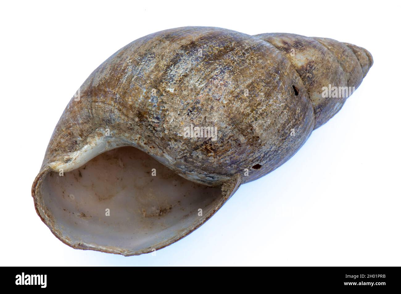 Versteinerte Meeresmuschel vor einem schlichten weißen Hintergrund, versteinerte Meeresmuschel eines Welpen oder eines Meeresgeschöpfes, versteinerte Meeresmuschel, Fossilienjagd. Stockfoto