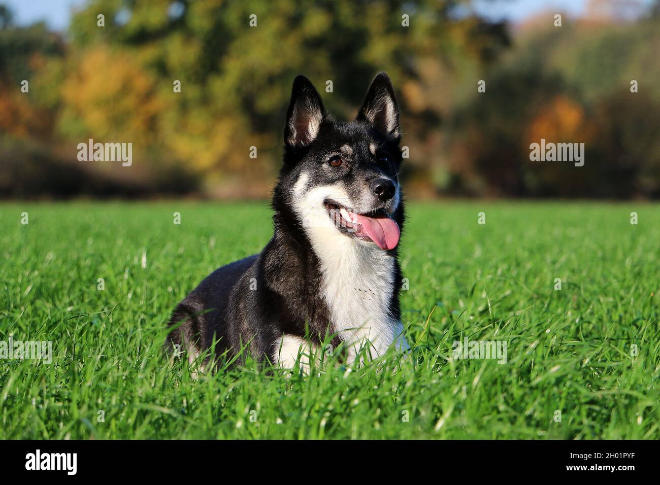 Ein schöner Lapsk vallhund Hund liegt auf grünem Gras Stockfoto