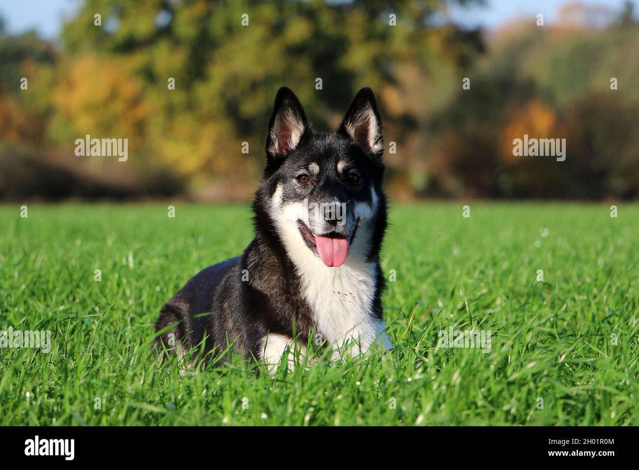 Ein Porträt eines lapponischen Hirtenhundes, der sich auf dem Gras entspannt Stockfoto