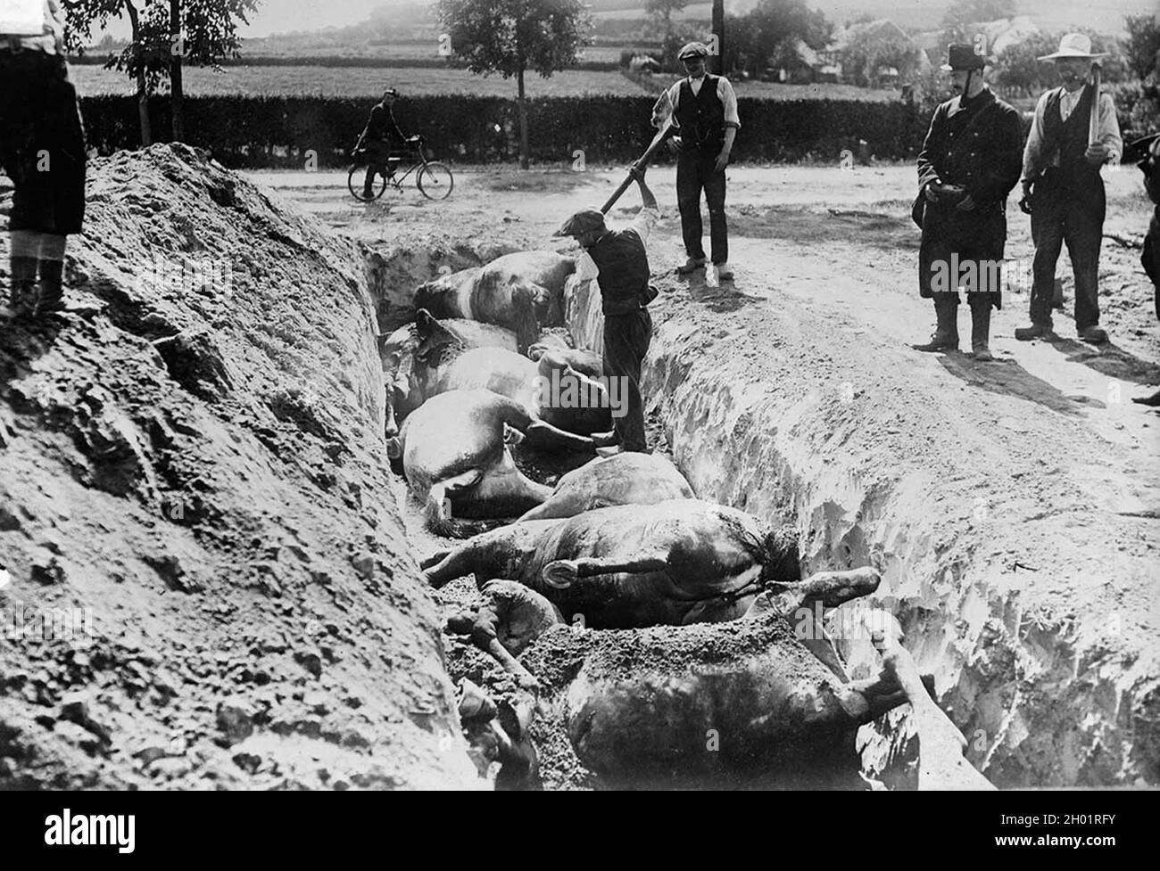 Vergraben von toten Pferden nach der Schlacht von Haelen, die am 12. August 1914 von den deutschen und belgischen Armeen in der Nähe von Haelen ausgetragen wurde, Stockfoto