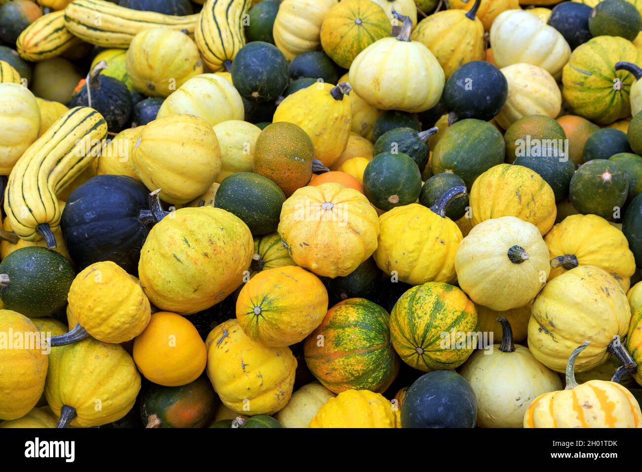 Eine Anordnung von Winterkürbis an einem Obststand Kürbis Patch Display für Thanksgiving Herbst Ernte von Lebensmitteln. Stockfoto