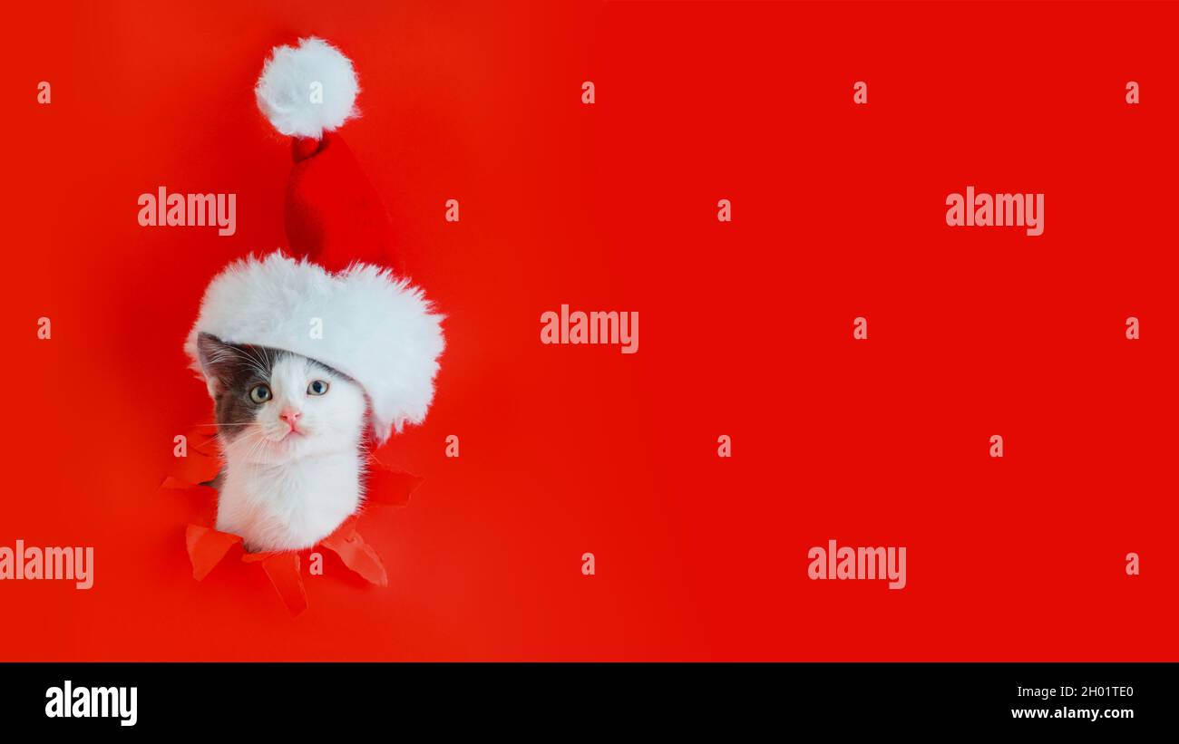 Weihnachtskatze trägt Weihnachtsmannhut isoliert auf rotem Hintergrund. Witziges Kätzchen kam als weihnachtsgeschenk-Konzept ins Loch. Frohes neues Jahr Stockfoto
