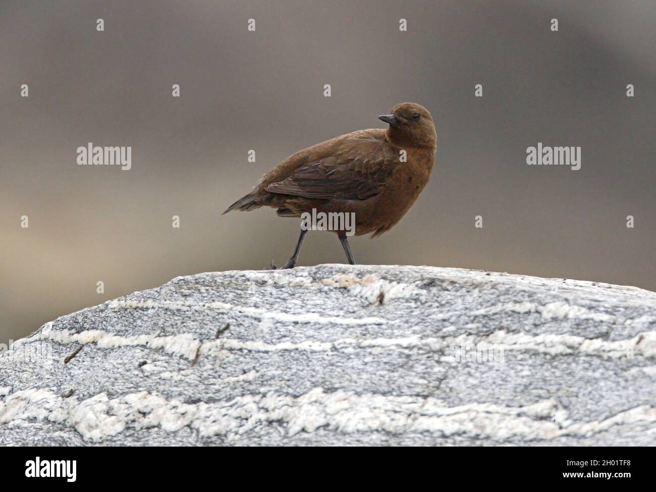 Brown Dipper (Cinclus pallasii) Erwachsener, der über den Felsen Nepals läuft Januar Stockfoto