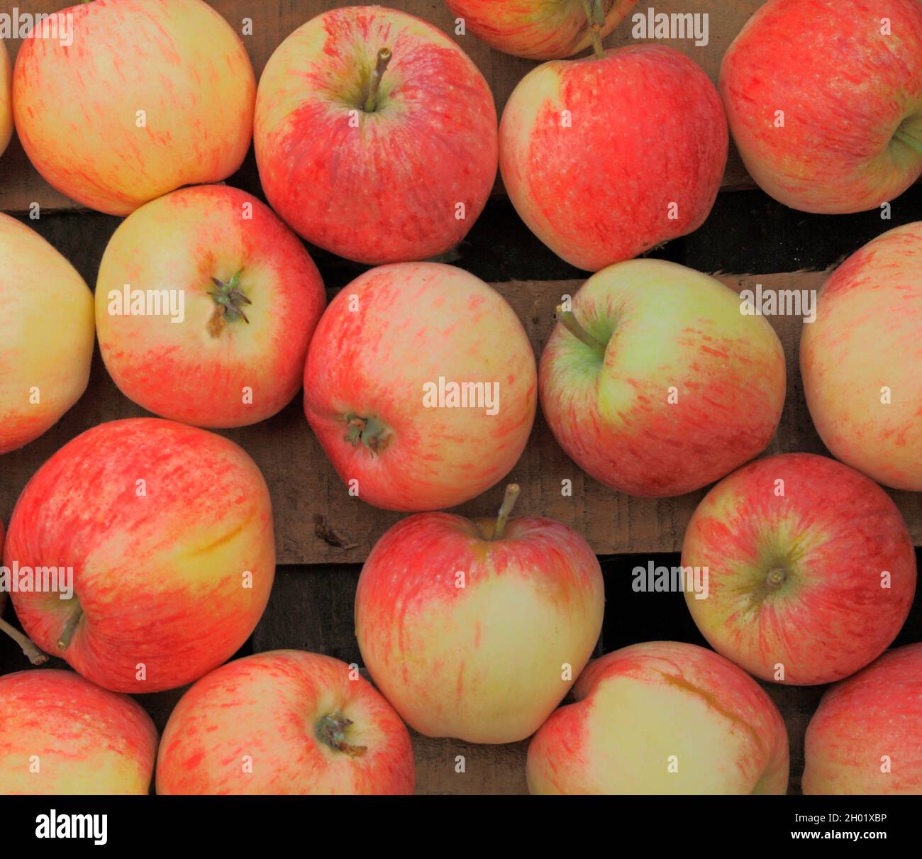 Apfel, „Suffolk Pink“, Äpfel, Obst, gesunde Ernährung, Hofladen, Display, malus domestica Stockfoto