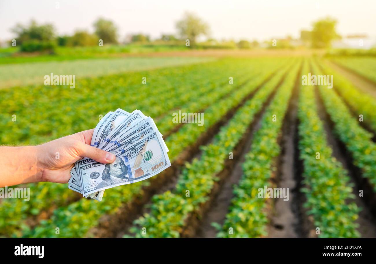 Dollarscheine in den Händen eines Bauern auf einem Hintergrund der Plantage. Gewinn, Erträge aus dem Agrarbusiness-Konzept. Start-ups in der Landwirtschaft. Support und subs Stockfoto