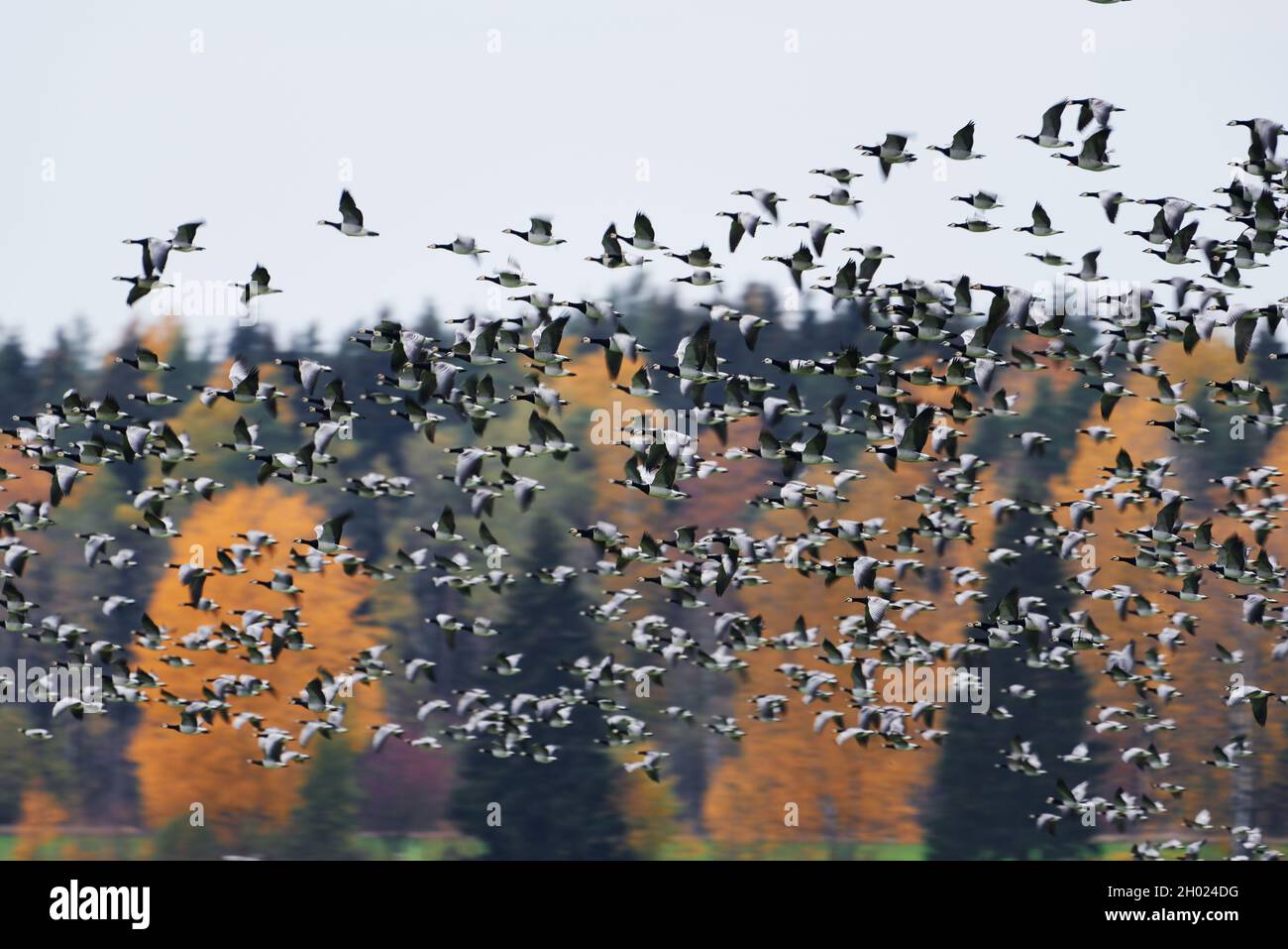 Am Oktobernachmittag in Helsinki, Finnland, fliegt eine dicke Schar von Seegans in schneller Geschwindigkeit durch den Wald mit Herbstlaub. Stockfoto