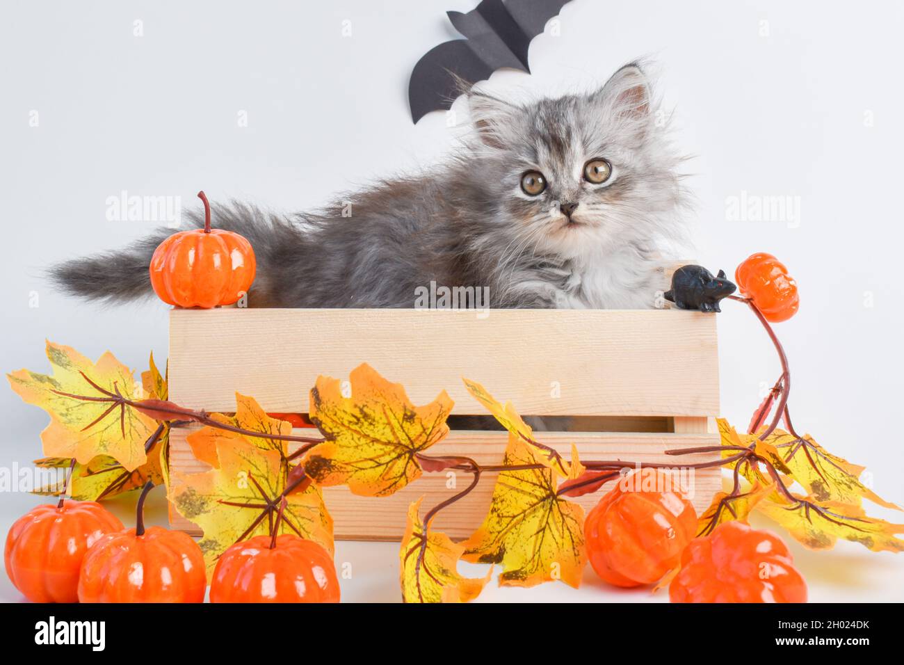 Ein niedliches Kätzchen mit Zunge sitzt in einer Holzkiste neben Kürbissen. Frohe Halloween. Stockfoto
