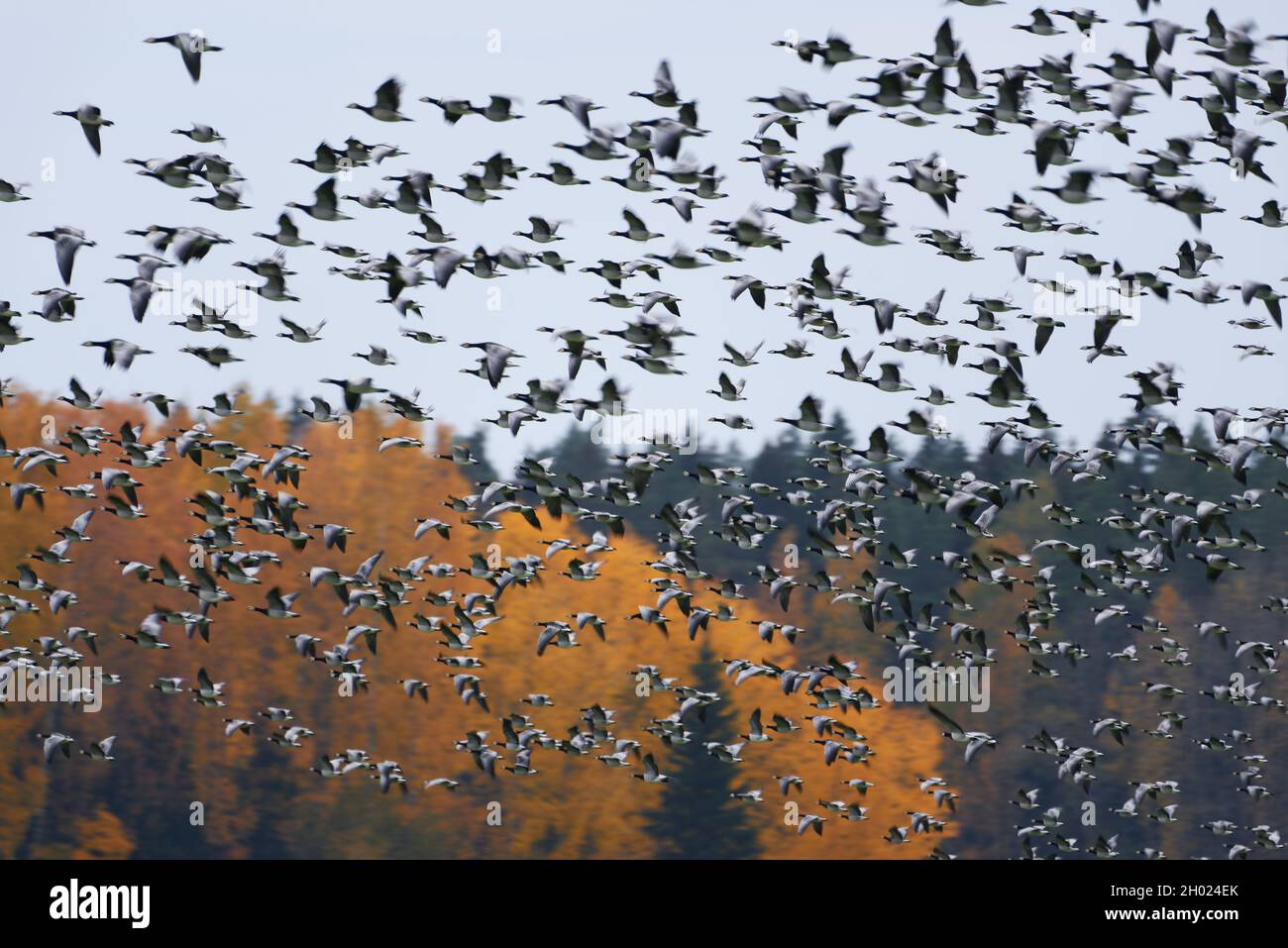 Am Oktobernachmittag in Helsinki, Finnland, fliegt eine dicke Schar von Seegans in schneller Geschwindigkeit durch den Wald mit Herbstlaub. Stockfoto