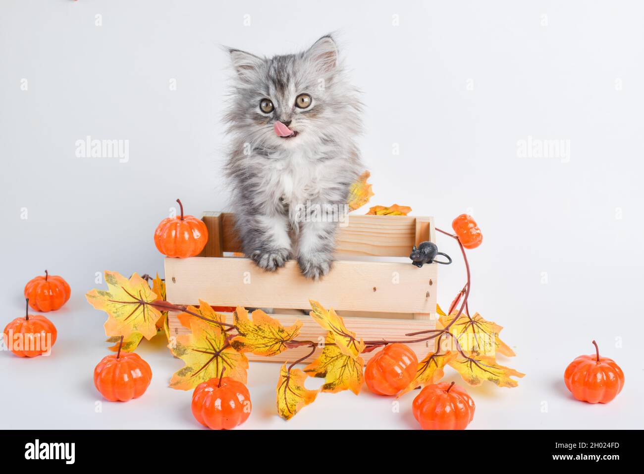 Ein niedliches Kätzchen mit Zunge sitzt in einer Holzkiste neben Kürbissen. Frohe Halloween. Speicherplatz kopieren. Stockfoto