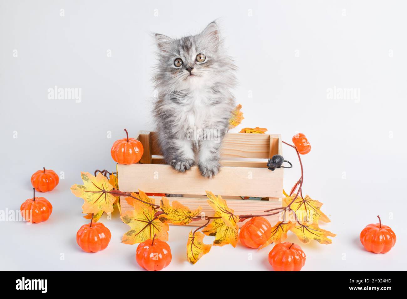 Ein süßes flauschiges graues Kätzchen sitzt in einer Holzkiste neben Kürbissen. Frohe Halloween. Stockfoto