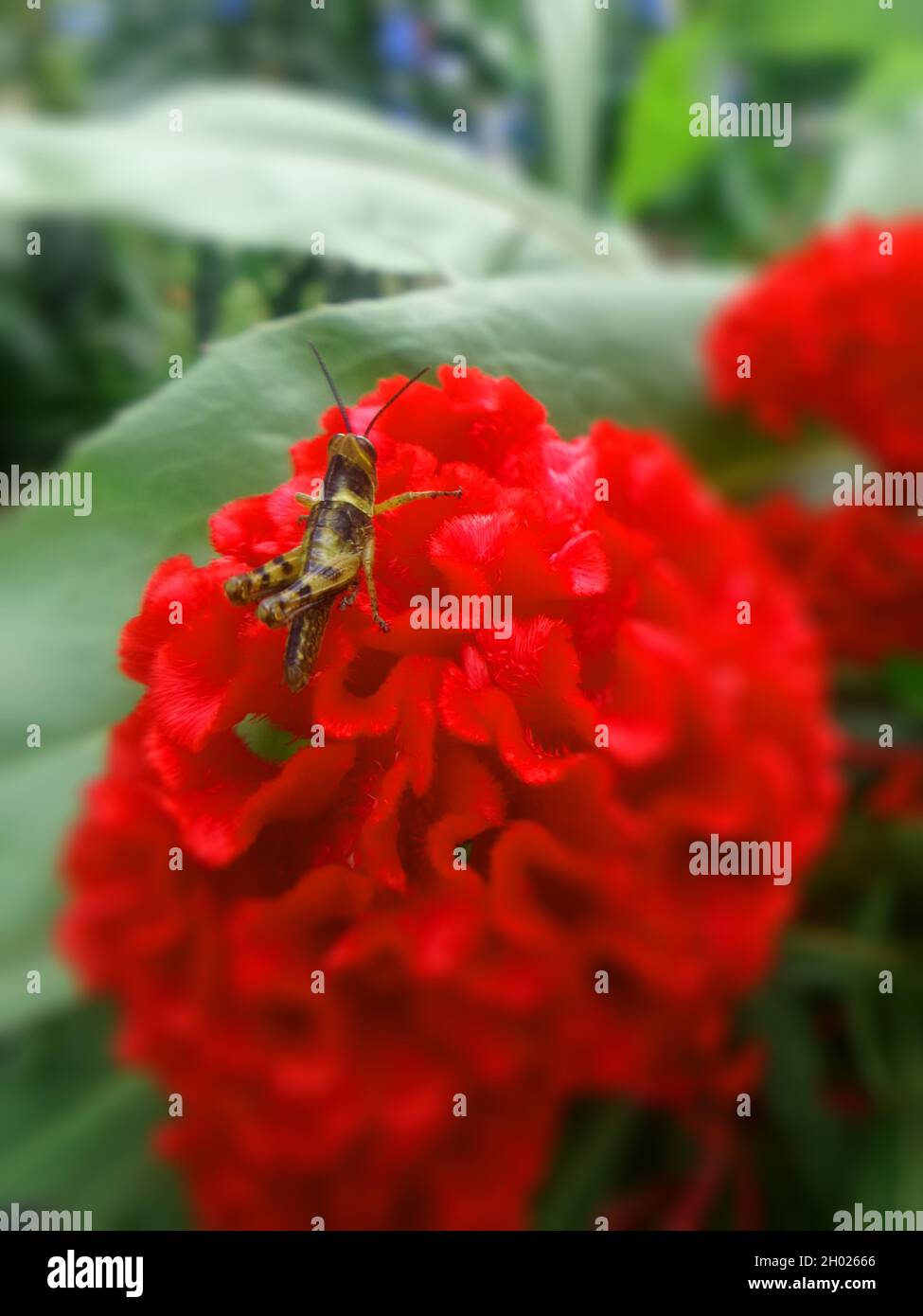 grasshopper auf roter Blume, auf grünem Hintergrund und Blättern Stockfoto