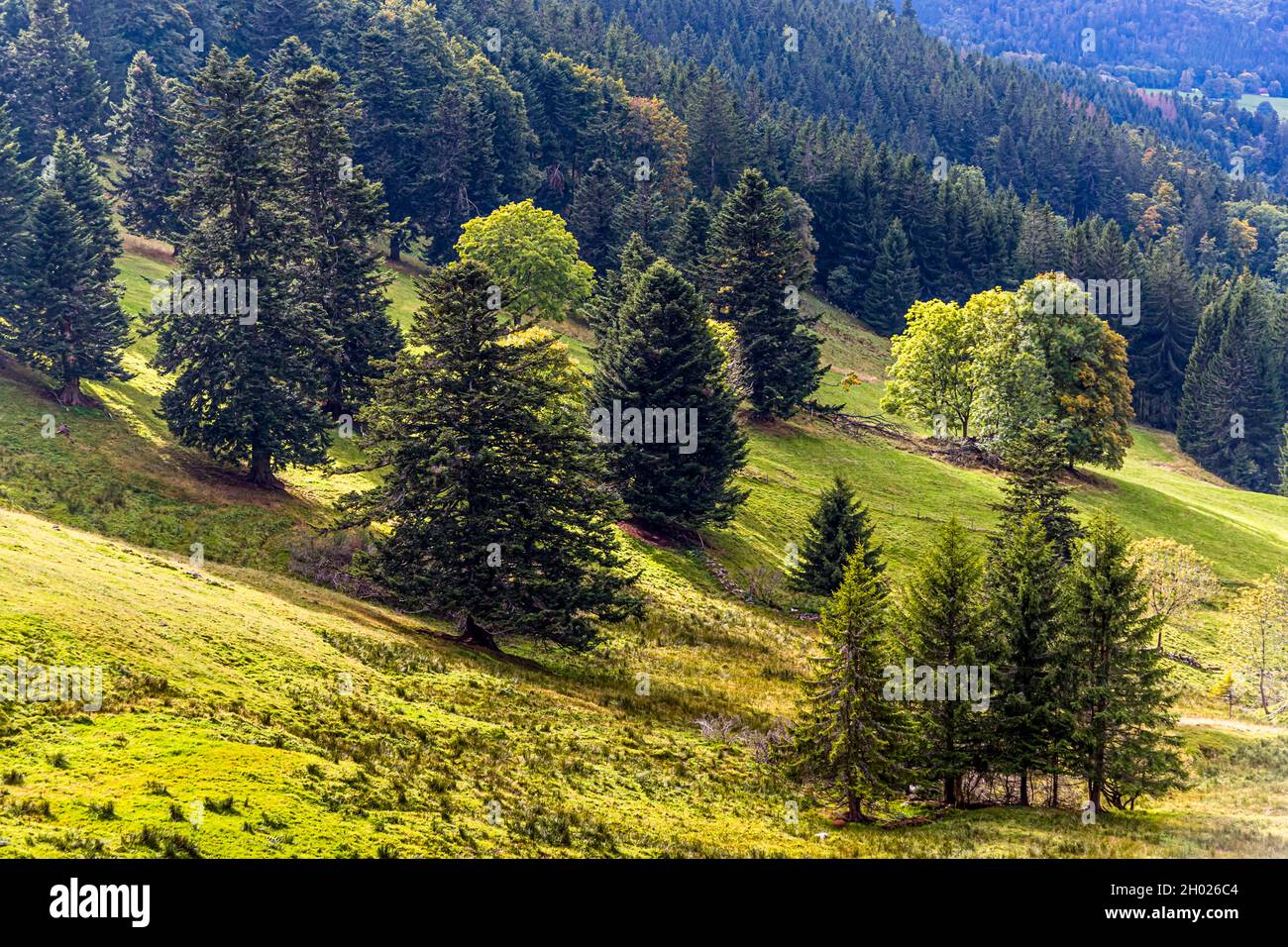 Vogesen-Landschaft mit loser Baumbedeckung in der Nähe von Sondernach, Frankreich Stockfoto