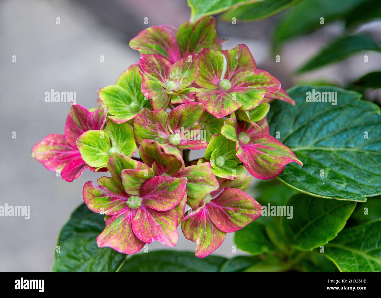 Schöne lebendige Blumen von Hydrangea, Sorte 'Glam Rock' Stockfoto