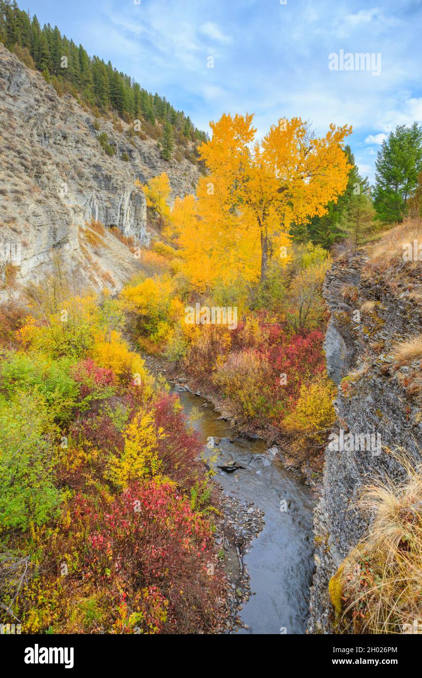 Herbstfarben und Klippen entlang des tiefen Creek Canyon in der Nähe von townsend, montana Stockfoto