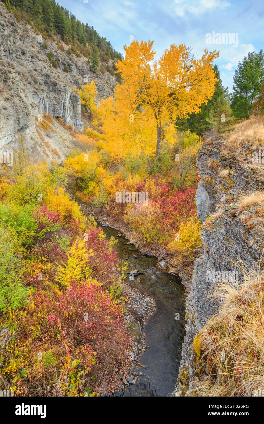 Herbstfarben und Klippen entlang des tiefen Creek Canyon in der Nähe von townsend, montana Stockfoto