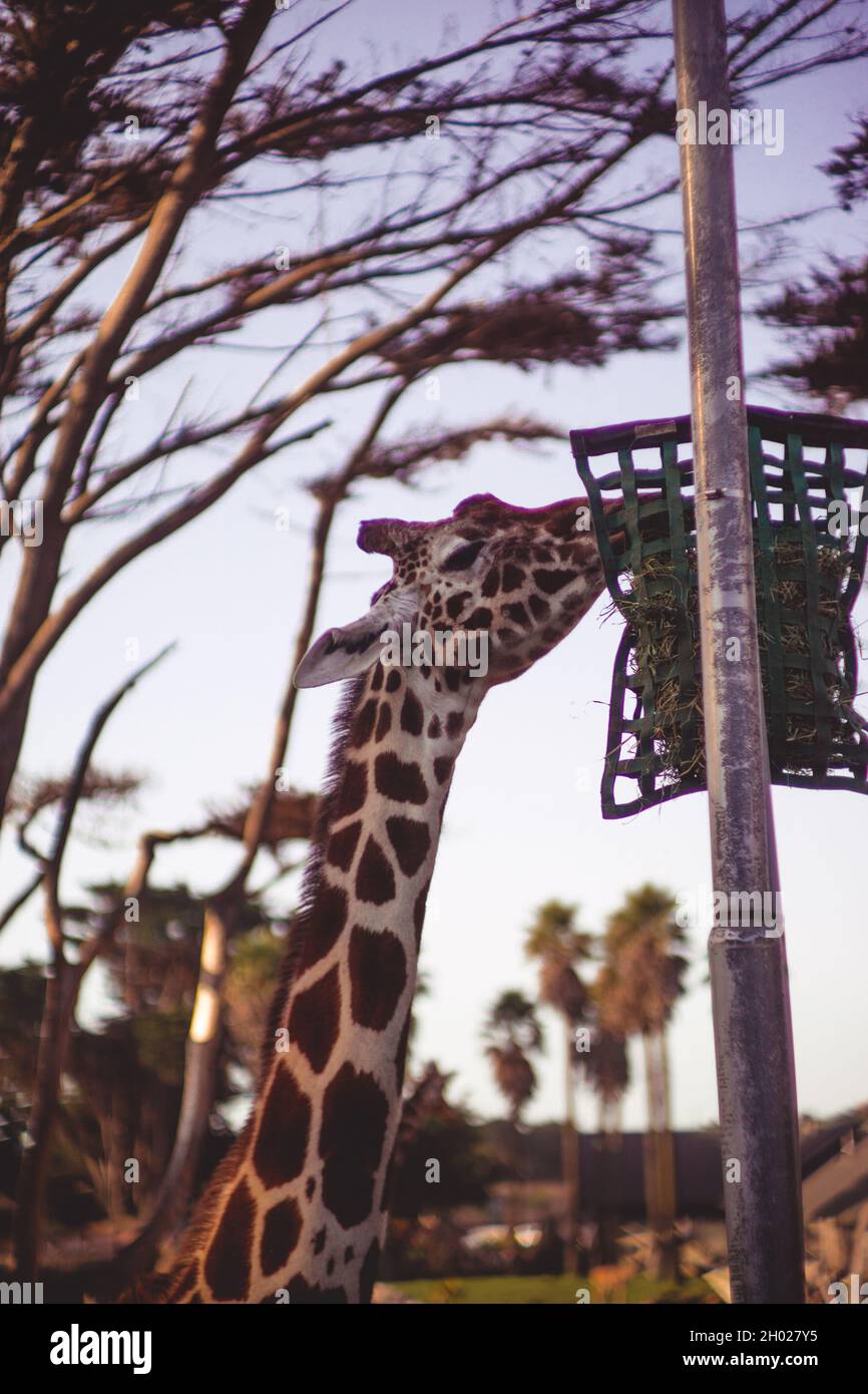 Giraffe isst etwas zu essen Stockfoto