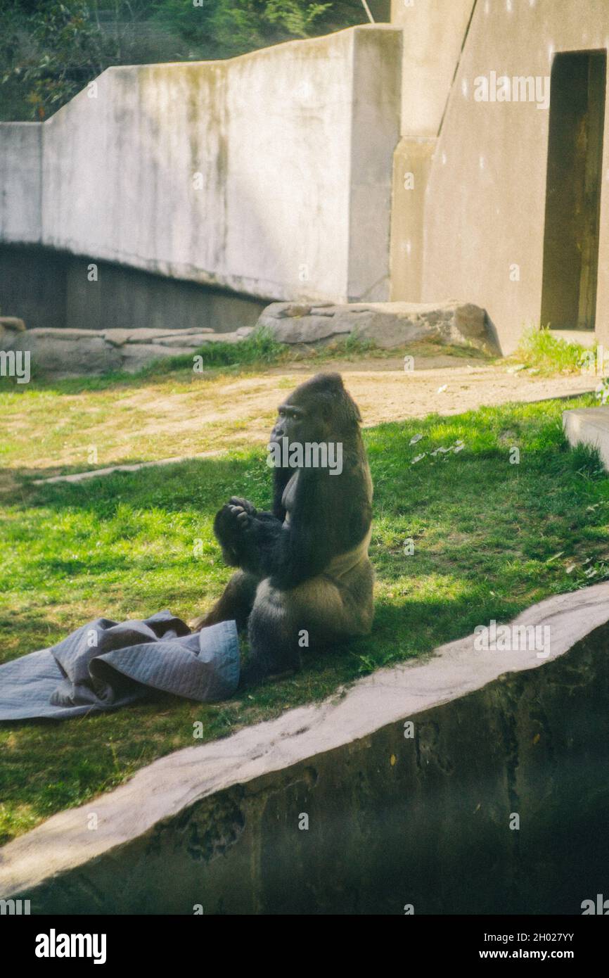 gorilla sieht gelangweilt und traurig aus Stockfoto