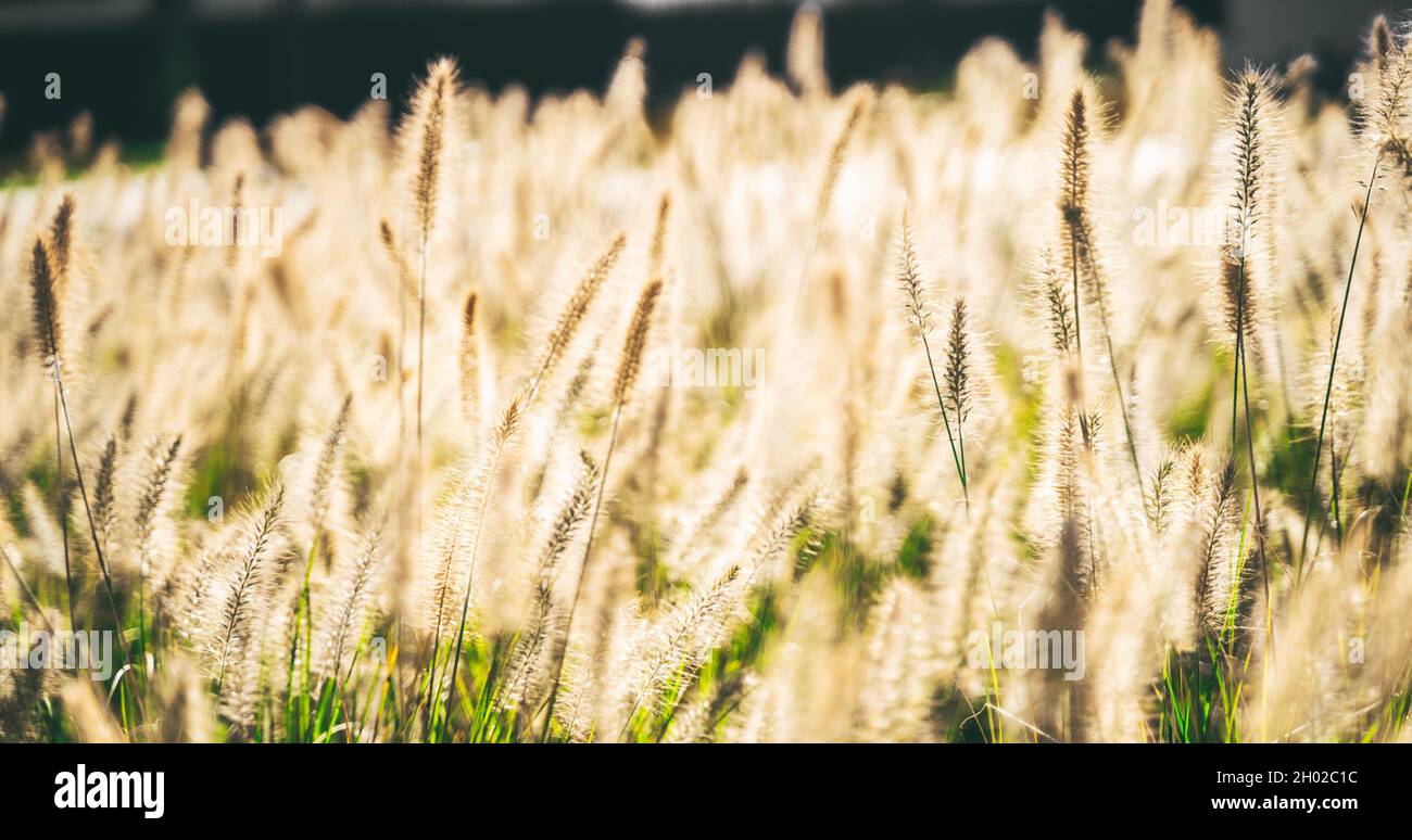 Wabi Sabi trockenes Weizengras auf Sonnenuntergang oder Sonnenaufgang Hintergrund. Goldfarbenes, hoch blühendes Wildblumenfeld mit entkoketem Bokeh. Webbanner oder Hintergrundbild Stockfoto