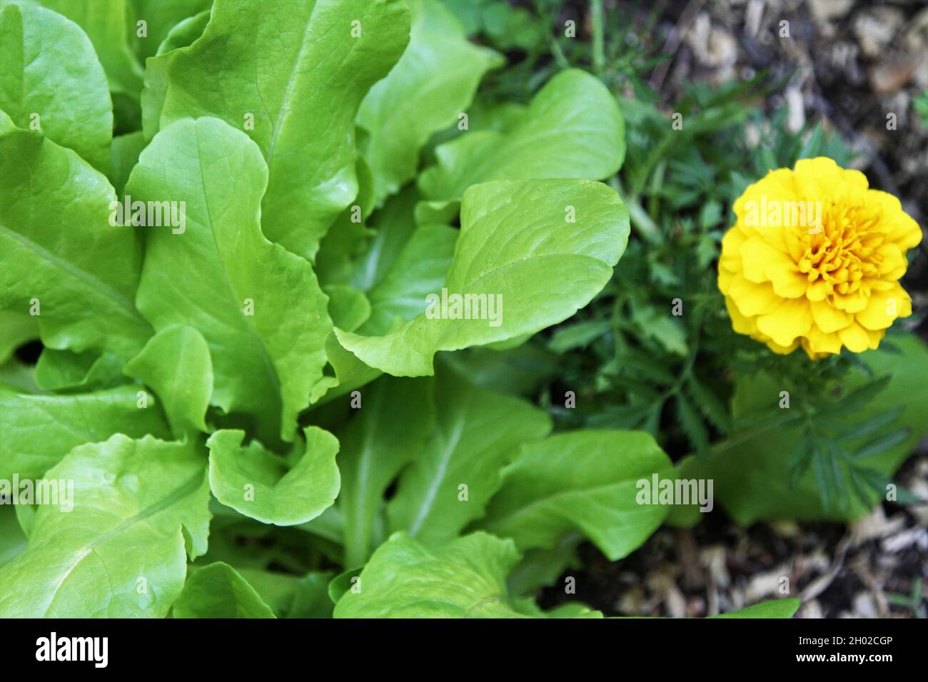 Salat wächst neben der gelben Ringelblume Stockfoto