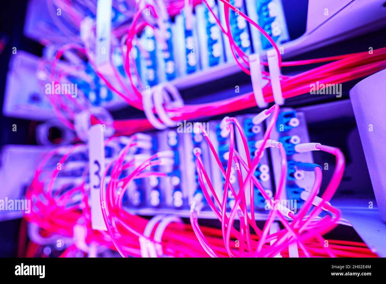 Rosafarbene Glasfaserkabel in den Server-Switch eingeführt Stockfoto
