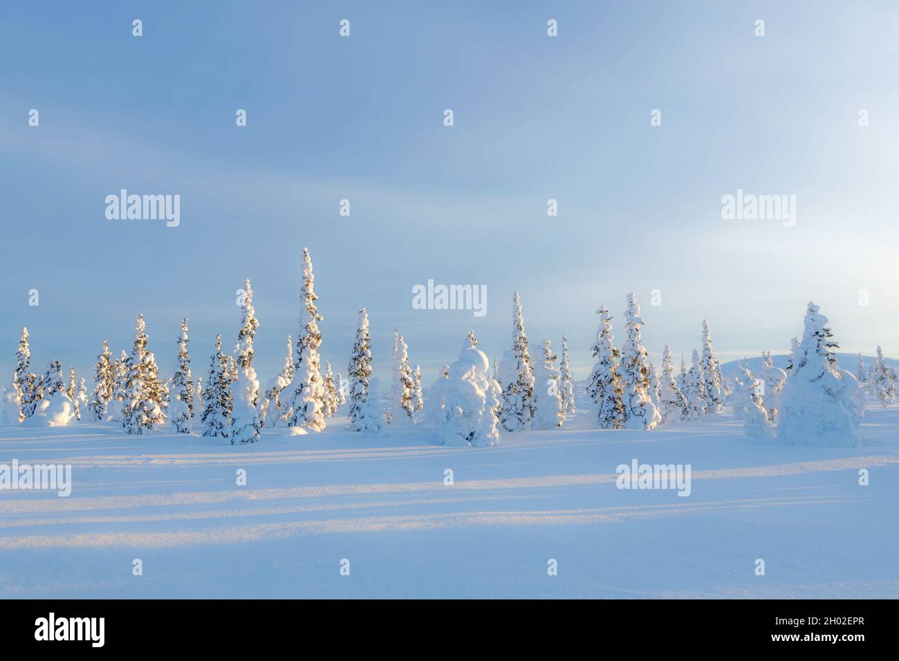 Gefrorene Bäume auf dem Dalton Highway, Arktisches Alaska Stockfoto