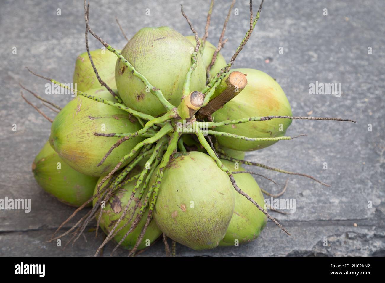 Kokospalme auf dem Zementboden im Hintergrund Stockfoto