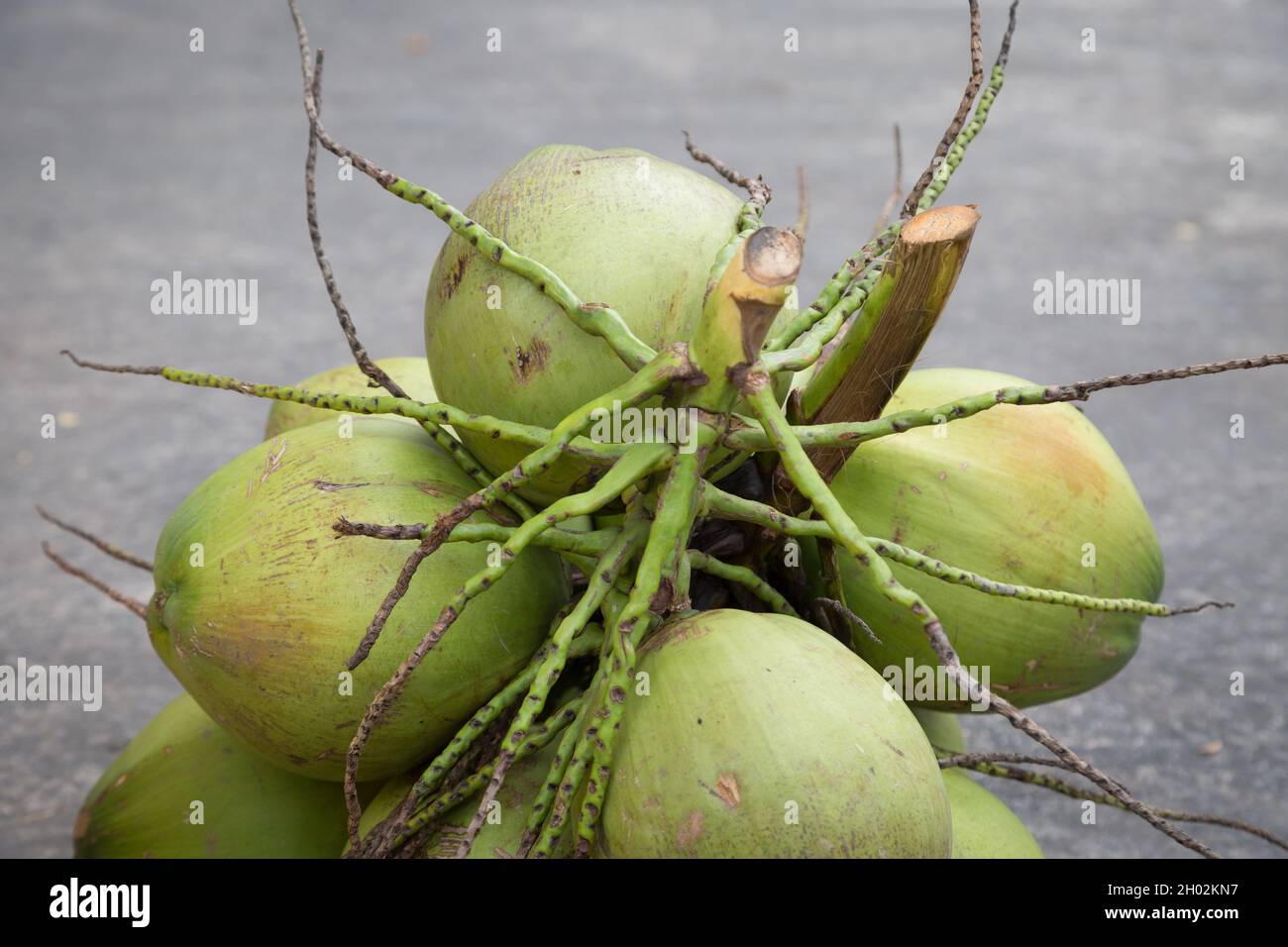 Kokospalme auf dem Zementboden im Hintergrund Stockfoto