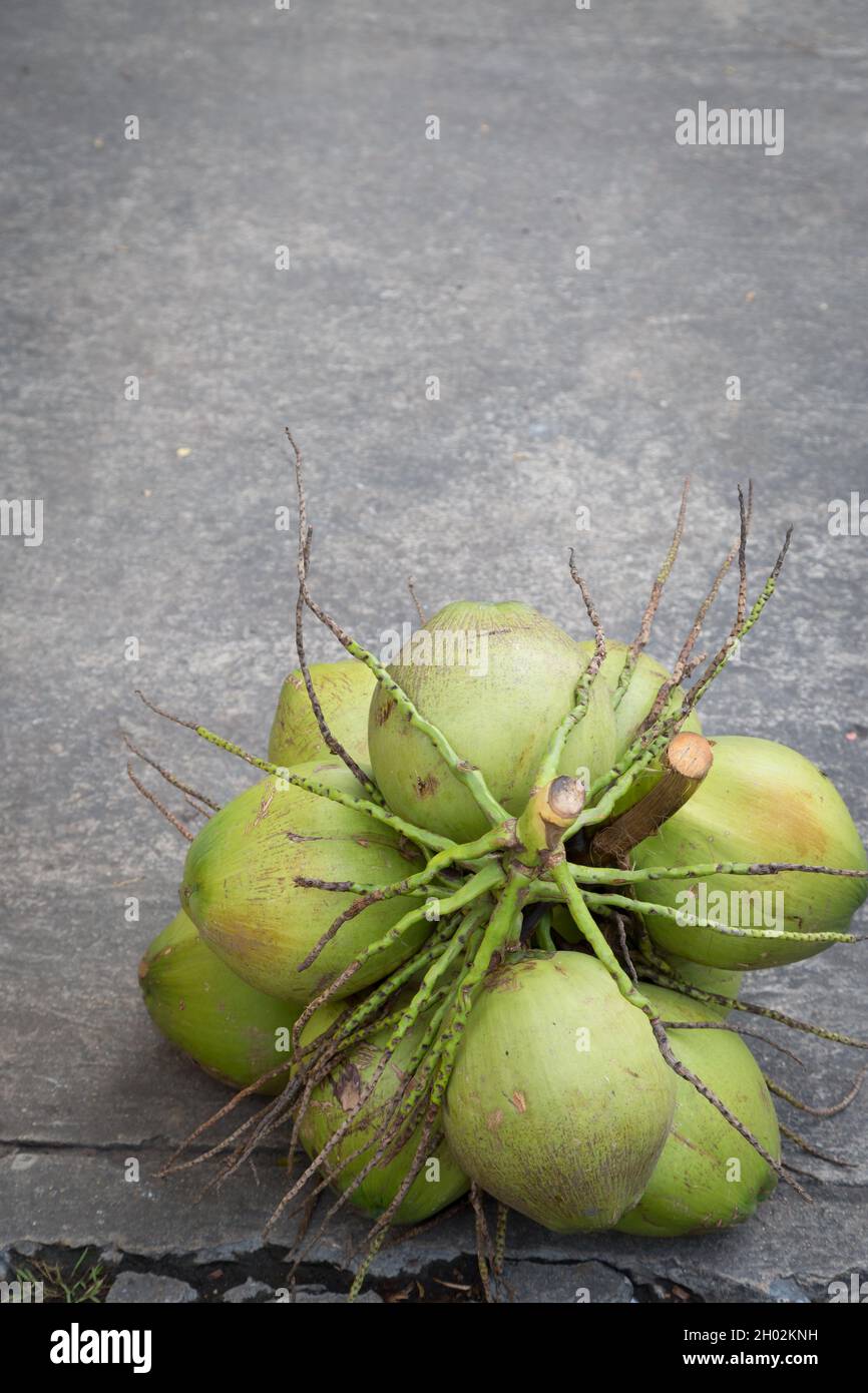 Kokospalme auf dem Zementboden im Hintergrund Stockfoto