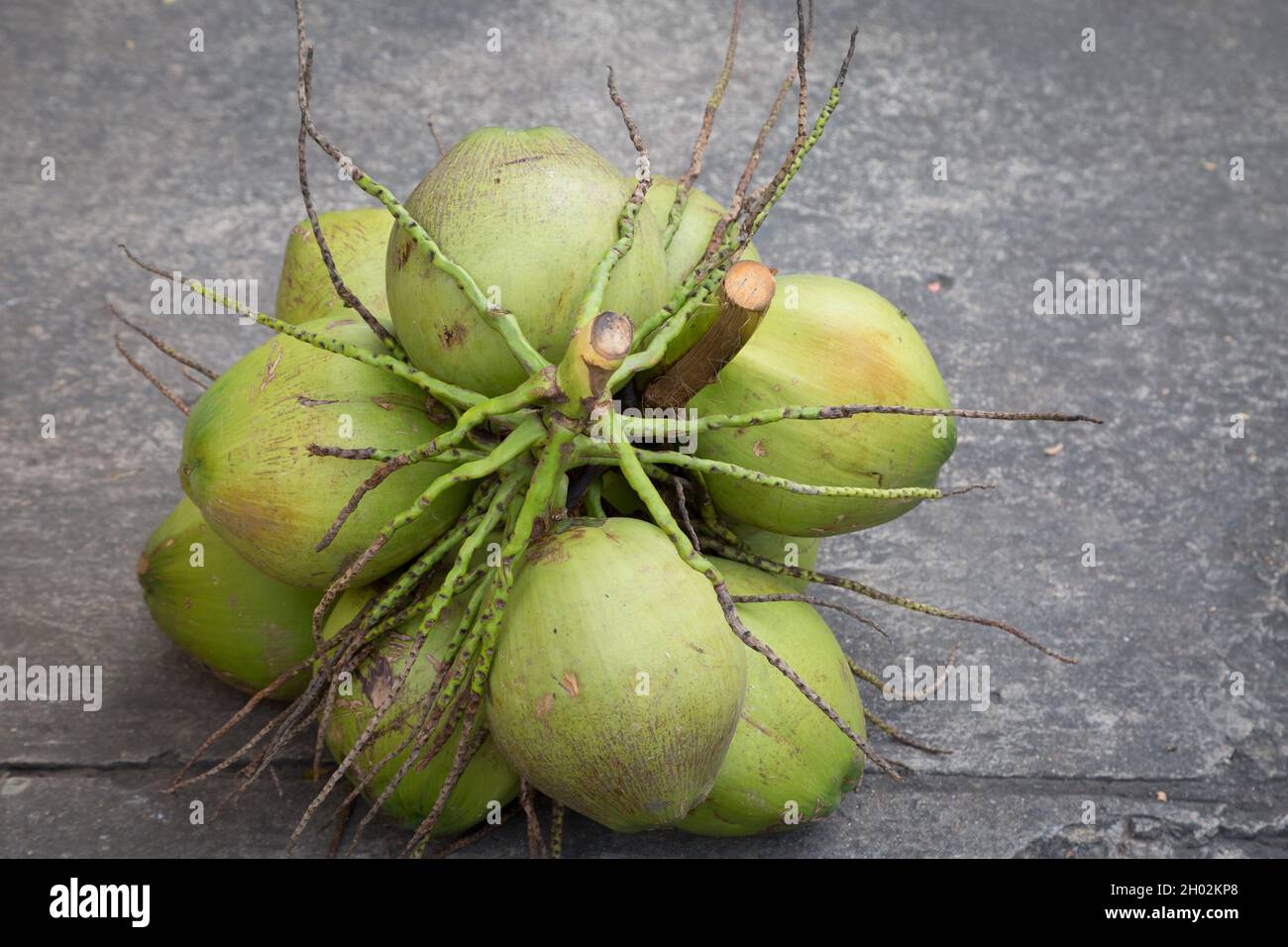 Kokospalme auf dem Zementboden im Hintergrund Stockfoto