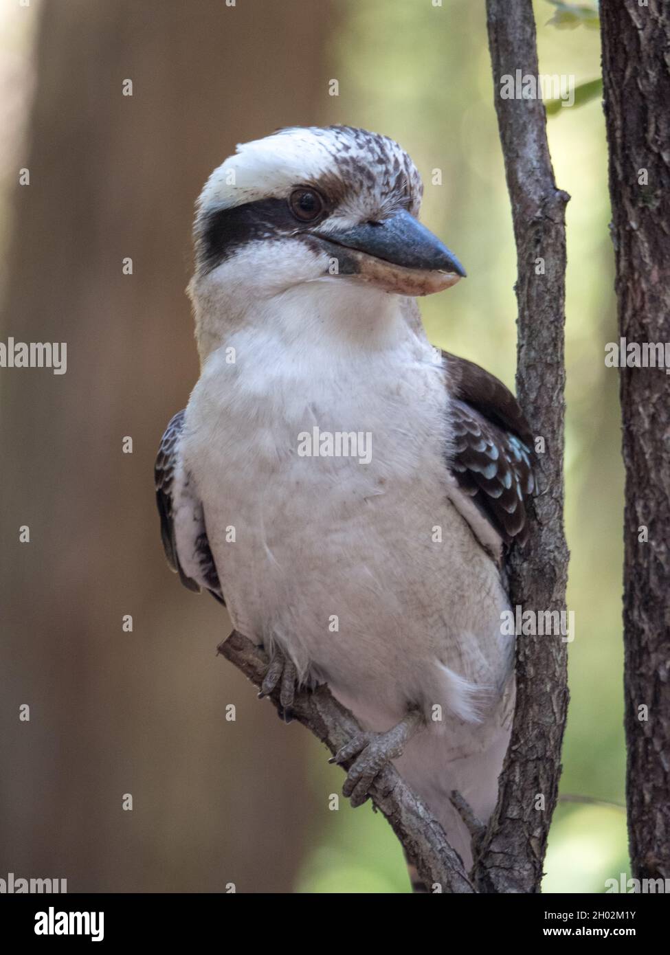 Kookaburra Nahaufnahme eines Eiskönigs oder Lachender Kookaburra, ein einheimischer australischer Vogel, der auf einem Baumzweig in einer Bush-Landschaft thront. Kultig. Stockfoto