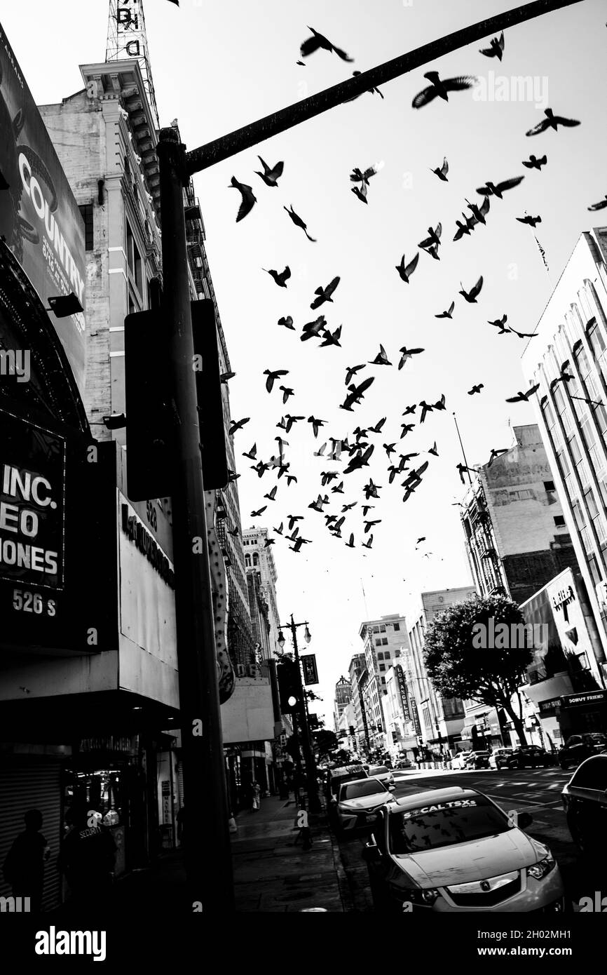 Vögel fliegen über Broadway, Downtown Los Angeles, Kalifornien, USA Stockfoto